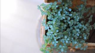 Concerning Hobbits - Howard Shore