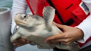 preview picture of video 'Coast Guard Station Sabine helps release sea turtles'