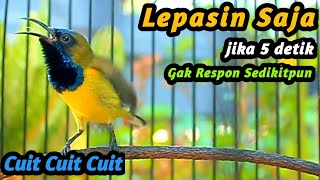 Download lagu CUIT CUIT SOGON GACOR PENAIK EMOSI SOGON TROTOL GACOR DOR LANGSUNG NAIK, NEMBAK PANJANG FULL ISIAN mp3