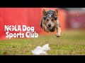 Fast CAT Dog Sports Video By The NOLA Dog Sports Club