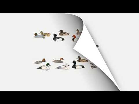 De Gewiekste Vogelgids - uitleg