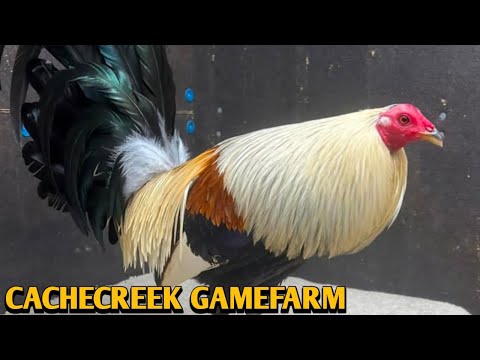 Grey Claret Sweater - CACHECREEK FARM