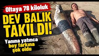  Oltaya 78 Kiloluk Dev Balık Takıldı Yanına Yatınca Boy Farkına Şok Oldu
