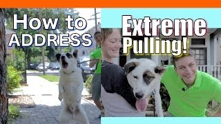How to Train your Dog to NOT PULL on a Leash! EXTREME LEASH PULLING, BARKING, LUNGING and JUMPING!