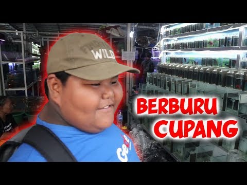 piki-beli-cupang-buat-dimakan