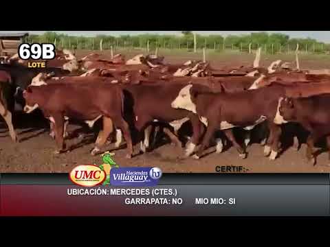 Lote 125 Terneros/as en Mercedes, Corrientes