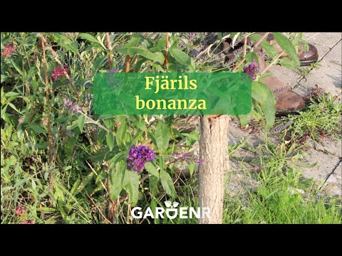 Fjärilsbonanza - Trädgårdshacks med GardenR