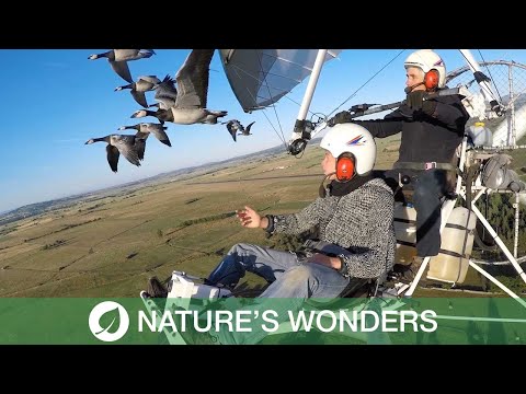 Pilot Flies Alongside a Flock of Birds