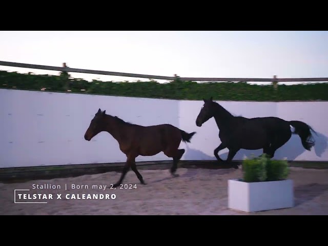 Usain Colt