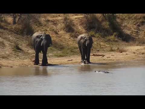 Djuma: Two Elephants and a Hippo - 04:59 - 08/18/2023