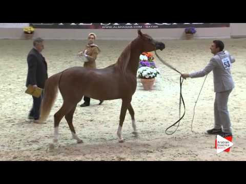 N.53 EVANGELOS K.A. - Milan 2016 - Colts 2 years old (Class 5)