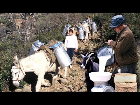 , title : 'Vida diaria de 3 FAMILIAS DE CABREROS en el monte: ordeño, pastoreo y cuidado de las CABRAS'
