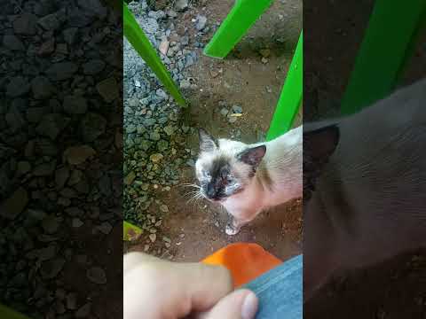 Cute Hungry Homeless Siamese Cat