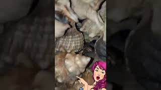 Download lagu MANTUL !!! PANEN KEPOMPONG, KELOMANG UMANG, KEONG, SIPUT, KERANG BUANYAK SEKALI mp3