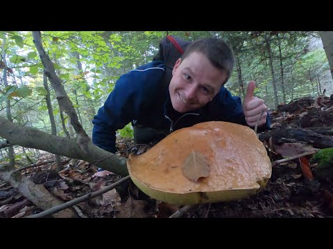 Zamiast na ryby ruszyłem na GRZYBY! PEŁNE WIADRO PRAWDZIWKÓW!