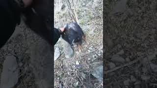 A strange deer encounter in the wild#love #animals #shorts #funny