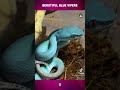 Blue Viper's