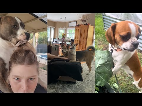 Not the Smartest Dogs Doing Stupid Things