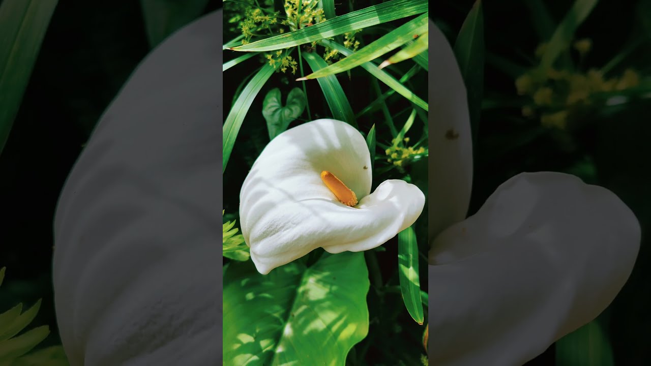 YouTube Short thumbnail