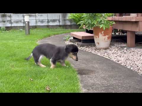 18歳のミニチュアダックス