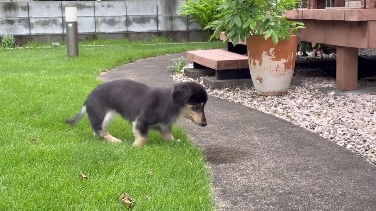 18歳のミニチュアダックス