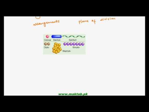 FSc Biology Book1, CH 6, LEC 2: Occurrence and Shapes of Bacteria