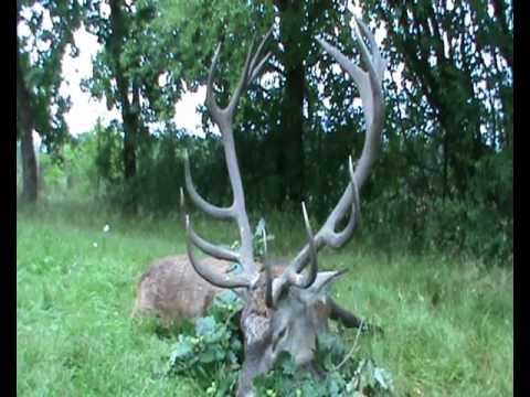 Erlegung eines Medaillenhirschs!