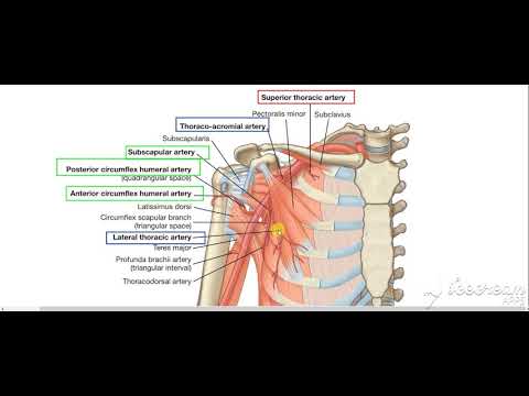 Axillary artery branches 2