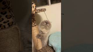 #cat #cute #catvideo #cutecat #funnyvideo #funny #pets