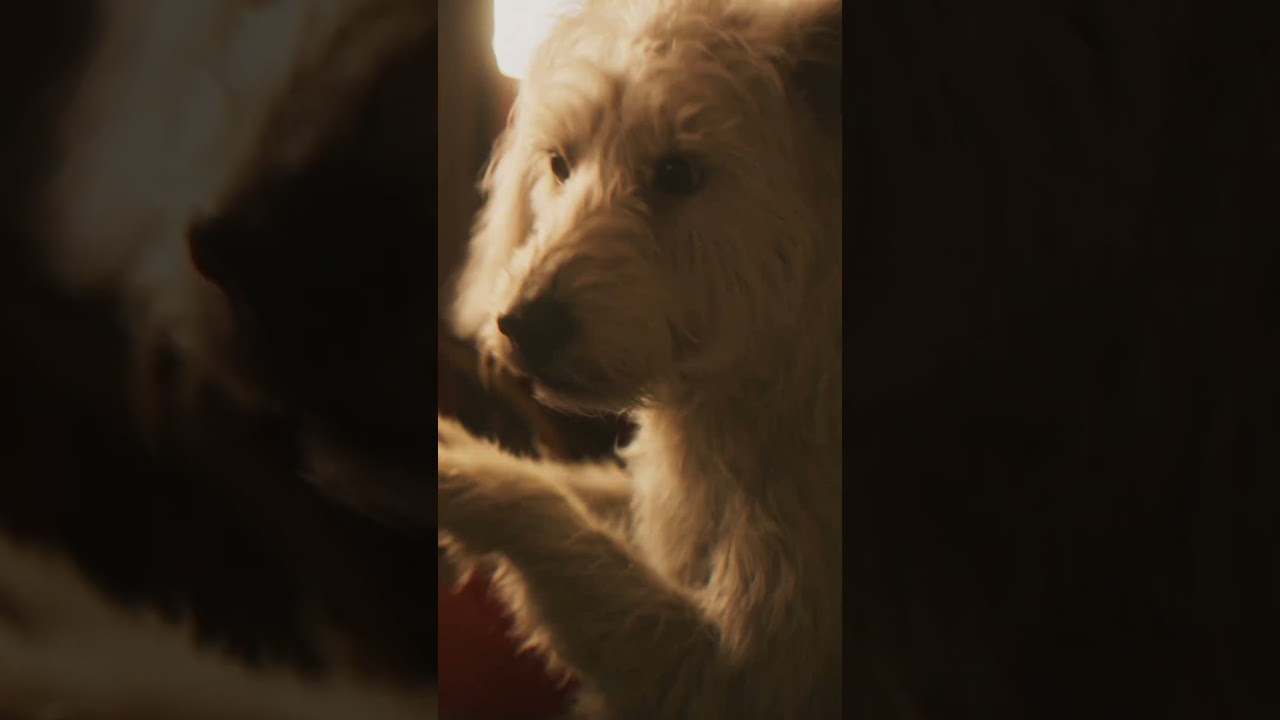 teaser Oficial