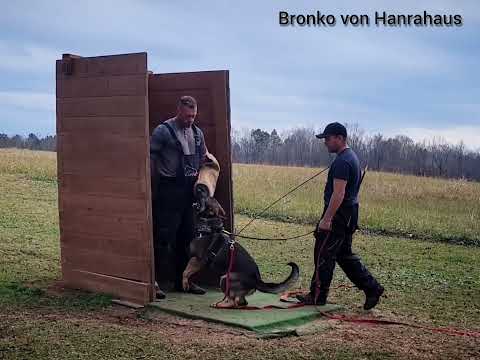 Bronko von Hanrahaus 22 months Bordy-Blendy x Nelli (Bolle x Eysha)