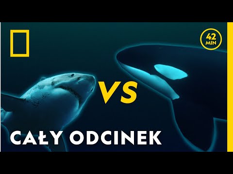 Rekin kontra orka - zaskakujące śledztwo badaczy [CAŁY ODCINEK]