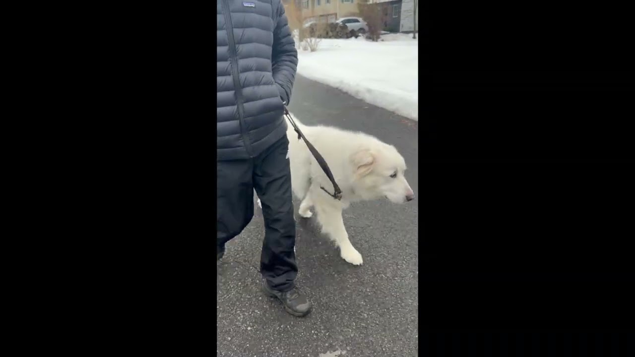 Enlarge Atticus in NY - Gives Nose Bumps for Pets!, a Adoptable Great Pyrenees in Nanuet, NY video 4/4