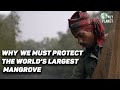 Sundarbans Mangrove India S Last Green Rampart FULL DOCUMENTARY