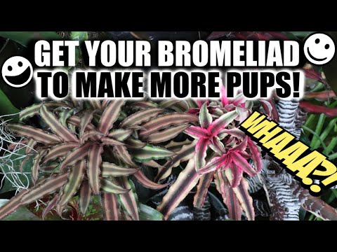 PROPAGATE DYING BROMELIAD - DON'T THROW IT AWAY! PROPAGATE IT! Bromeliad Care, Tips & Tricks