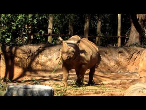 Zoo Atlanta - Rhino
