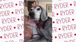 Video preview image #1 Beagle-Unknown Mix Puppy For Sale in Dunnellon, FL, USA