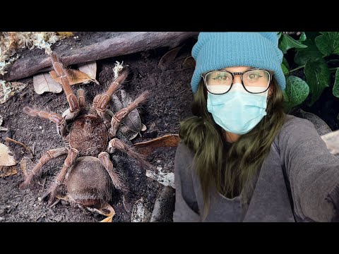 GIANT HISSING SPIDER gets the LARGEST ENCLOSURE BUILD I'VE EVER DONE - Goliath Bird Eating Tarantula