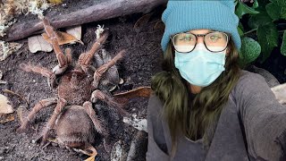 GIANT HISSING SPIDER gets the LARGEST ENCLOSURE BUILD I'VE EVER DONE - Goliath Bird Eating Tarantula
