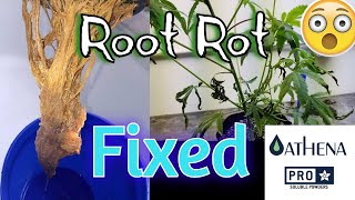 ROOT ROT!! How to FIX it!! Early Symptoms (Slow growth, Wilt) - (H202, Hypochlorous Acid, Dry Back)