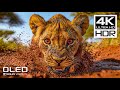 4K HDR 120 FPS BEST Dolby Vision 4K Video With Relaxing Music For Stress Relief