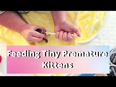 Feeding Tiny Premature Baby Kittens