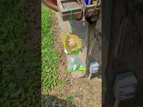 Japanese Beetle problrm solved. Bag-a-Bug