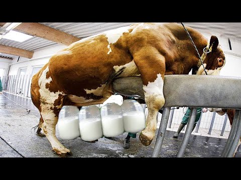 Amazing Modern Automatic Cow Farming Technology In Hindi/Urdu |  Cleaning and Milking Machines .