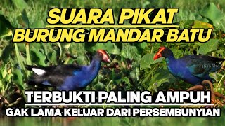 Download lagu Suara Pikat Burung Mandar Biru mp3 Download lagu Suara Pikat Burung Mandar Biru mp3