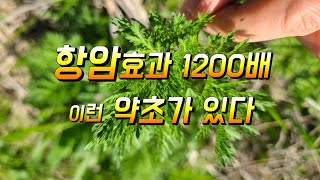 엄청난 이슈가 되었던 약초 노벨의학상까지 받게 해준 항암효과 1200배의 놀라운약초