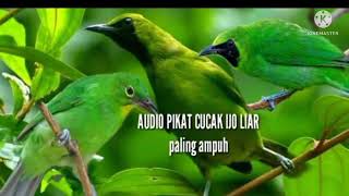 Download lagu audio pikat cucak ijo liar //alam -- kombinasi suara burcil mp3