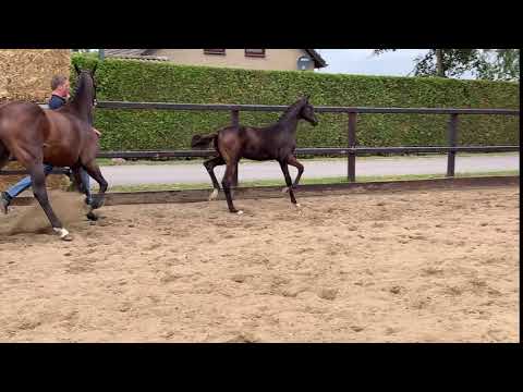 Sir Donnerhall X Eye Catcher,  Colt , 2020,  For Sale