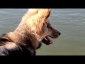 Zoom's River Run/ Alaskan Noble Companion Dog