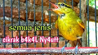 Download lagu tralis/cikrak daun bakalan pun langsung emosi nyaut mendengar pancingan ini. mp3